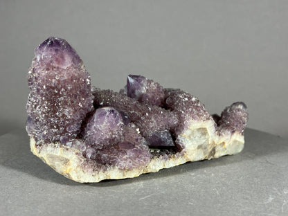 Kaktus Amethyst -Mpualanga/Afrika ca. 10x5cm