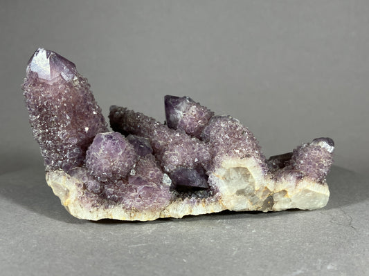 Kaktus Amethyst -Mpualanga/Afrika ca. 10x5cm