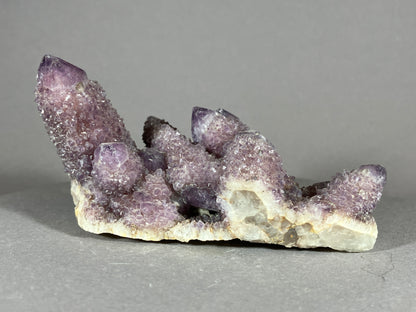 Kaktus Amethyst -Mpualanga/Afrika ca. 10x5cm