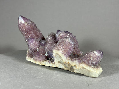 Kaktus Amethyst -Mpualanga/Afrika ca. 10x5cm