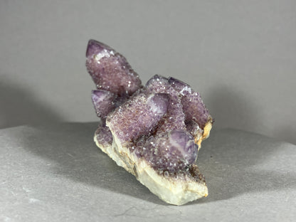 Kaktus Amethyst -Mpualanga/Afrika ca. 10x5cm
