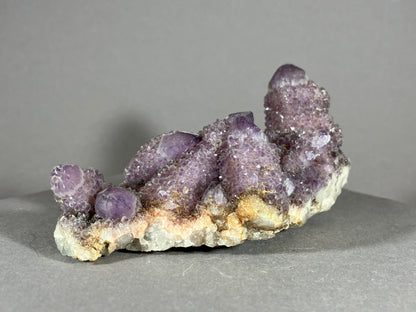 Kaktus Amethyst -Mpualanga/Afrika ca. 10x5cm