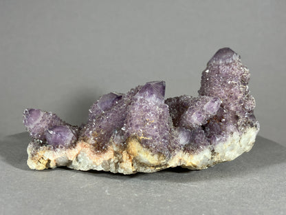 Kaktus Amethyst -Mpualanga/Afrika ca. 10x5cm