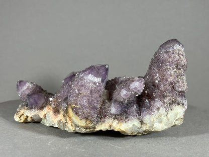 Kaktus Amethyst -Mpualanga/Afrika ca. 10x5cm