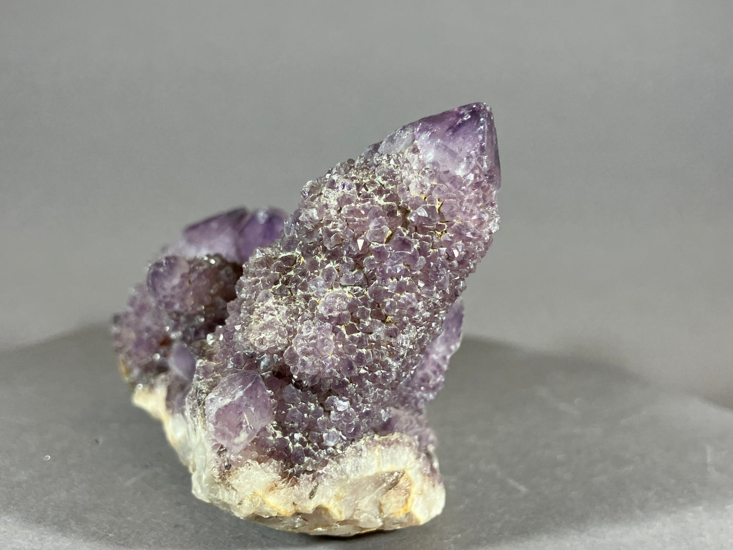 Kaktus Amethyst -Mpualanga/Afrika ca. 10x5cm