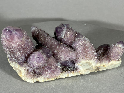 Kaktus Amethyst -Mpualanga/Afrika ca. 10x5cm
