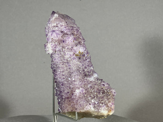 Kaktus Amethyst -Mpualanga/Afrika ca. 11x7cm