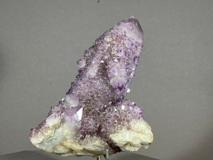 Kaktus Amethyst -Mpualanga/Afrika ca. 11x7cm