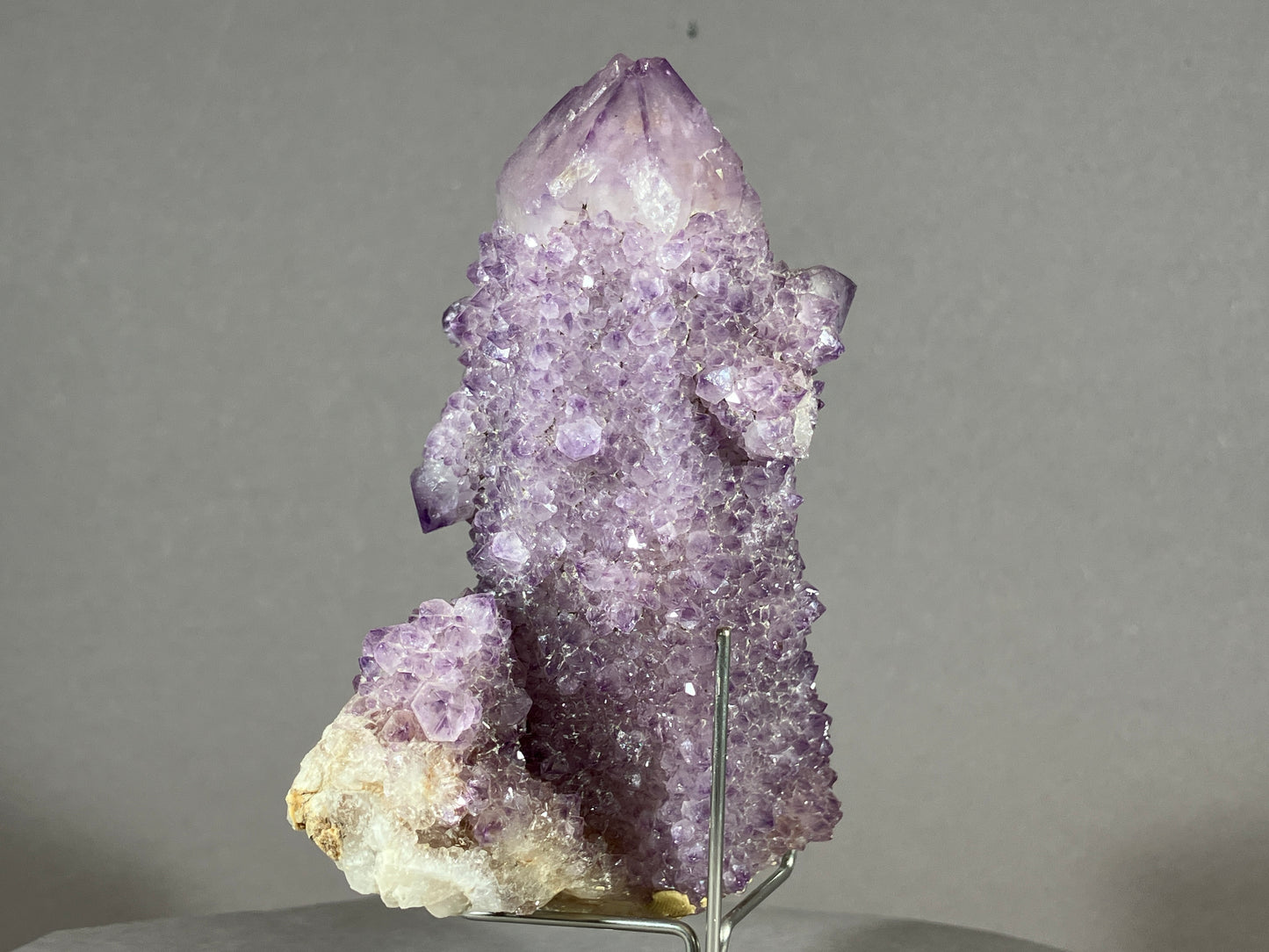 Kaktus Amethyst -Mpualanga/Afrika ca. 11x7cm