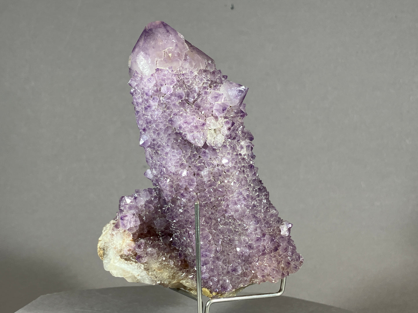 Kaktus Amethyst -Mpualanga/Afrika ca. 11x7cm