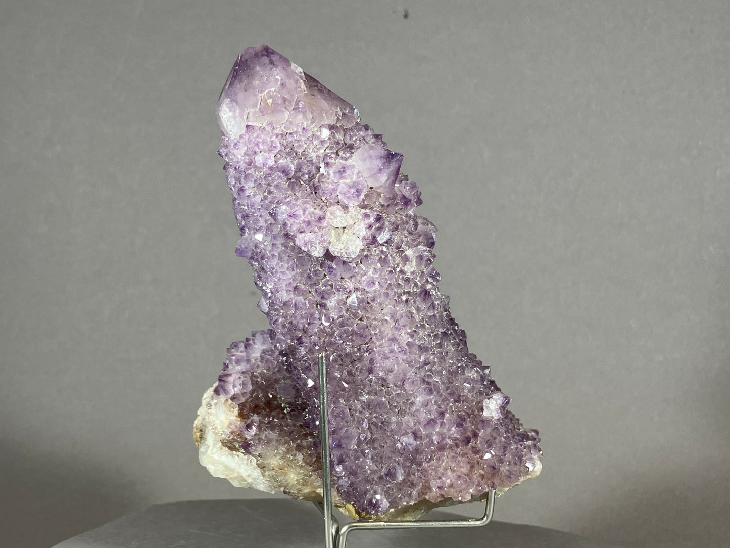 Kaktus Amethyst -Mpualanga/Afrika ca. 11x7cm
