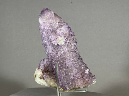 Kaktus Amethyst -Mpualanga/Afrika ca. 11x7cm